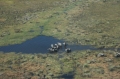 Elephants from helicopter 